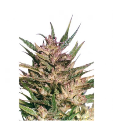 Passion n1 - 10 u. reg. Dutch Passion