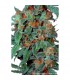 Orange Bud 10 u. reg. Dutch Passion