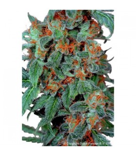 Orange Bud 10 u. reg. Dutch Passion