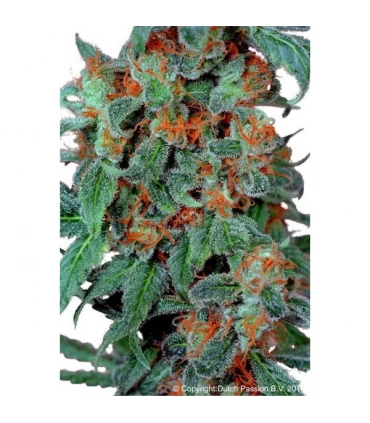 Orange Bud 10 u. reg. Dutch Passion