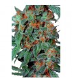 Orange Bud 10 u. reg. Dutch Passion