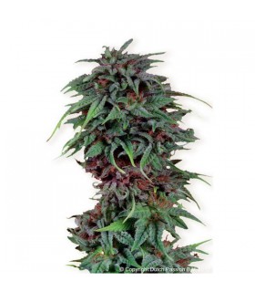 Durban Poison 10 u. reg. Dutch Passion