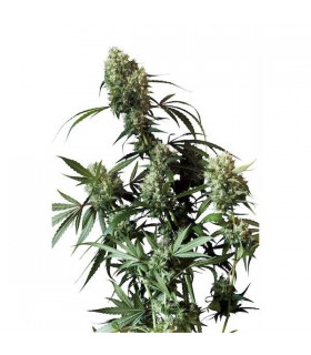 Power Plant 10 u. reg. Dutch Passion
