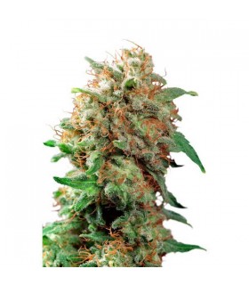 Mazar 10 u. reg. Dutch Passion