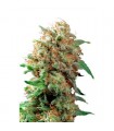 Mazar 10 u. reg. Dutch Passion