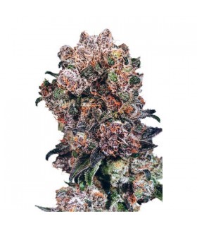 Blueberry 10 u. reg. Dutch Passion