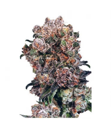 Blueberry 10 u. reg. Dutch Passion