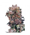 Blueberry 10 u. reg. Dutch Passion