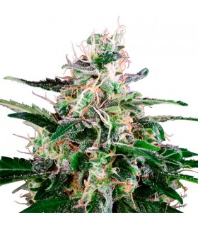 Auto Master Kush - White Label