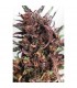 Purple n1 - 10 u. reg. Dutch Passion