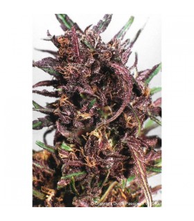 Purple n1 - 10 u. reg. Dutch Passion