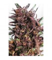 Purple n1 - 10 u. reg. Dutch Passion
