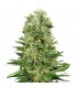 Auto Skunk n1 - White Label