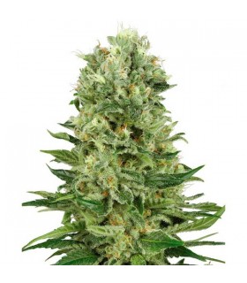 Auto Skunk n1 - White Label