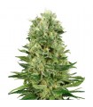 Auto Skunk n1 - White Label