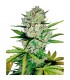 Auto Super Skunk - White Label