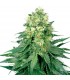 Auto White Widow - White Label