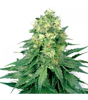 Auto White Widow - White Label