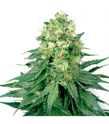 Auto White Widow - White Label