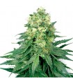 Auto White Widow - White Label