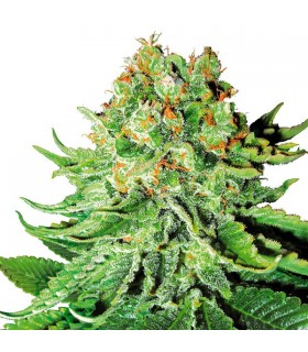Auto NL - White Label