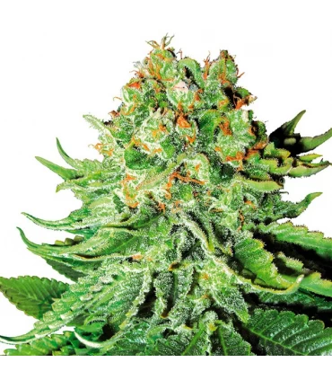 Auto NL - White Label