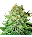 Auto NL - White Label