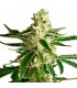 Auto White Diesel Haze - White Label