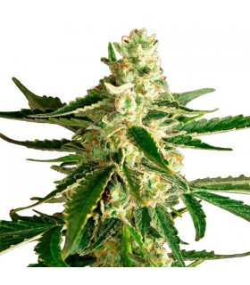 Auto White Diesel Haze - White Label