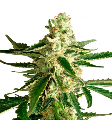 Auto White Diesel Haze - White Label