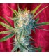 Dancehall reg. 15 uds. Reggae Seeds