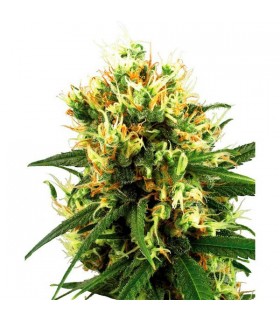 Auto White Haze - White Label