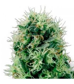 Auto Pure Power Plant - White Label