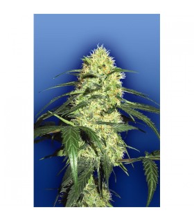 Dutch Delight - Flying Dutchmen