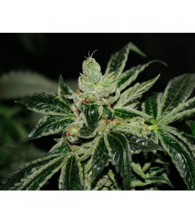 Darkstar  5 u. reg. T.H. Seeds