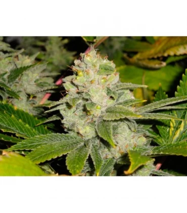 Dead Head OG  - The Cali Connection