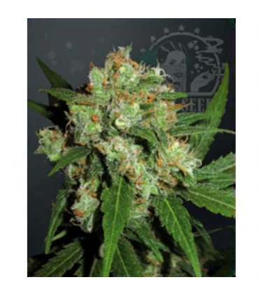 Sensi Skunk - Sensi Seeds - Kayamurcia.es