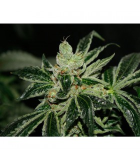 Darkstar 10 u. reg. T.H. Seeds