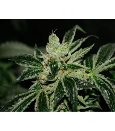Darkstar 10 u. reg. T.H. Seeds