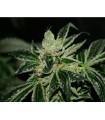 Darkstar 10 u. reg. T.H. Seeds