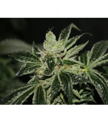 Darkstar - T.H. Seeds.