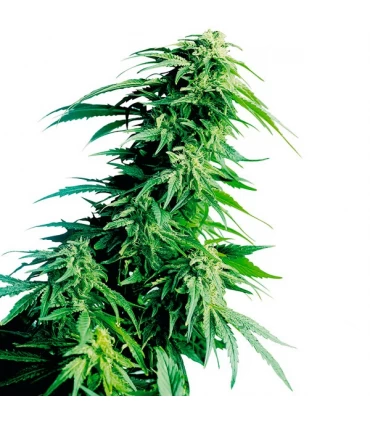 Hindu Kush - Sensi Seeds - Kayamurcia.es