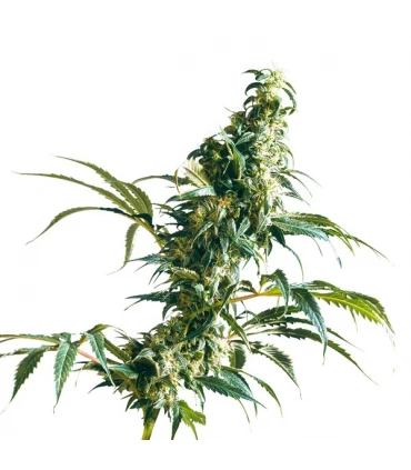 Mexican Sativa - Sensi Seeds - Kayamurcia.es