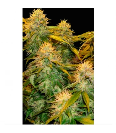 DNA Mix Pack - Reserva Privada - DNA Genetics - Kayamurcia.es
