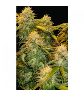 DNA Mix Pack 13 u. reg. DNA Genetics