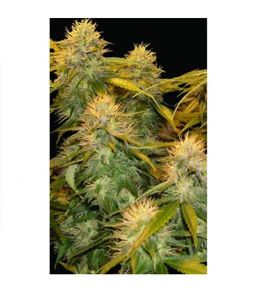 DNA Mix Pack 13 u. reg. DNA Genetics