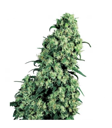 Skunk n1 - Sensi Seeds - Kayamurcia.es