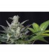 Auto Diesel Ryder 10 u. fem.  Seedsman