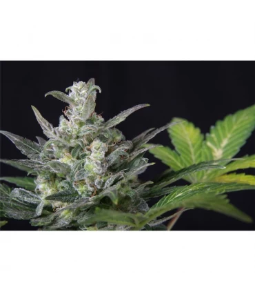 Auto Diesel Ryder 10 u. fem.  Seedsman