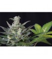 Auto Diesel Ryder 10 u. fem.  Seedsman